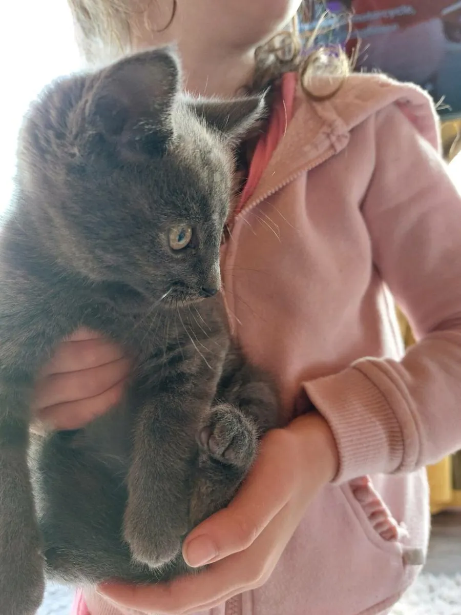 British Shorthair Blue! - Image 2