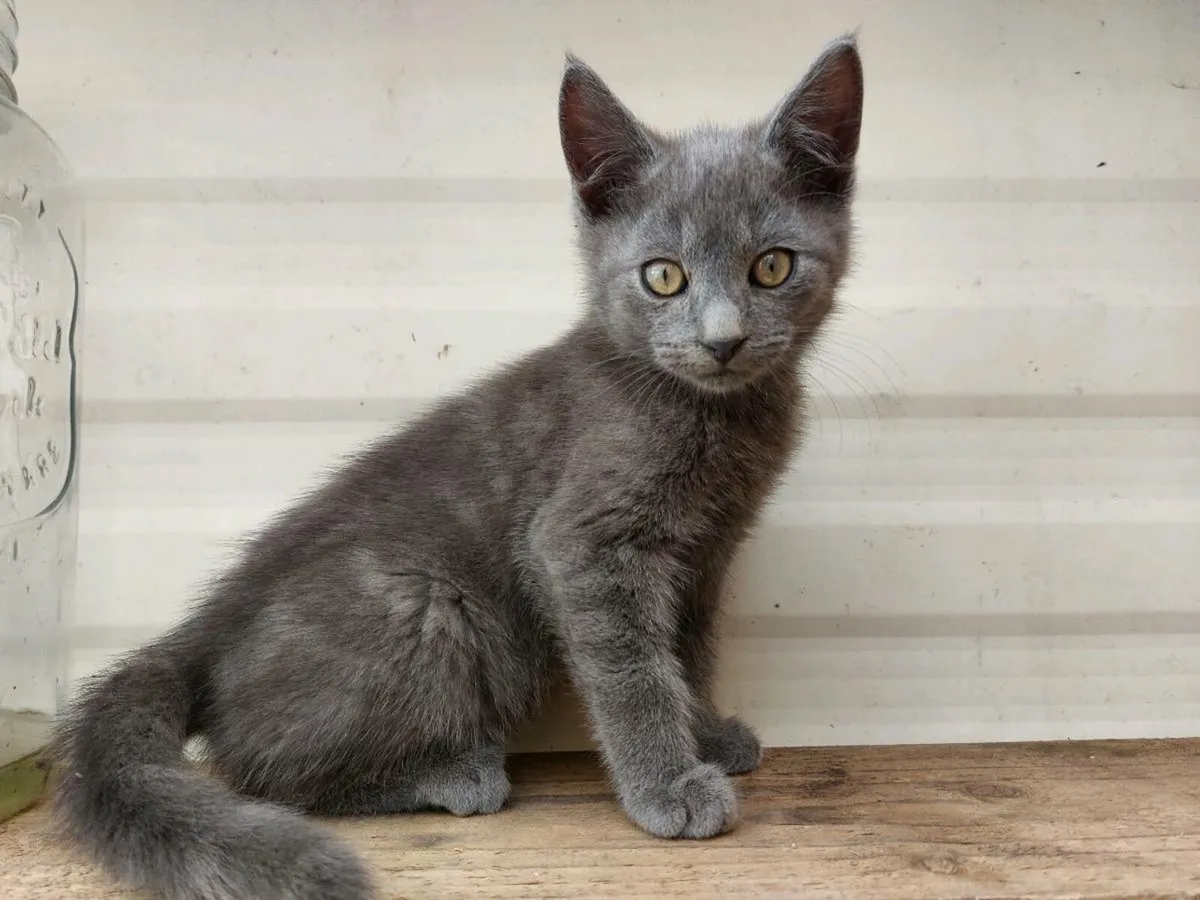 British Shorthair Blue! - Image 3