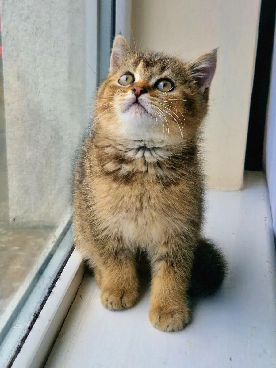 British Shorthair kitten - Image 2