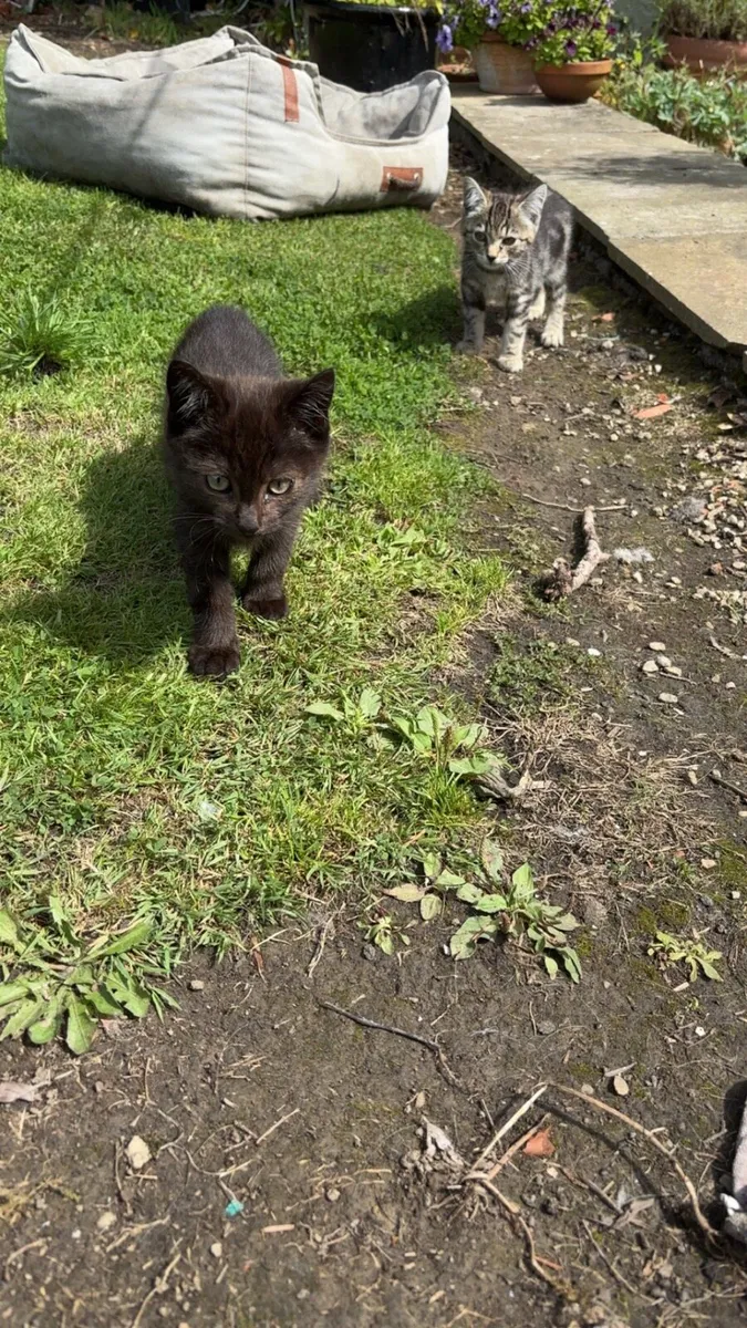 Kittens - Image 2