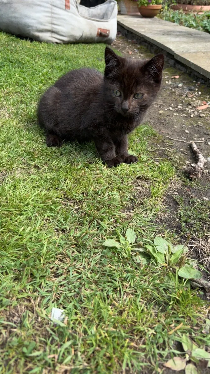 Kittens - Image 3