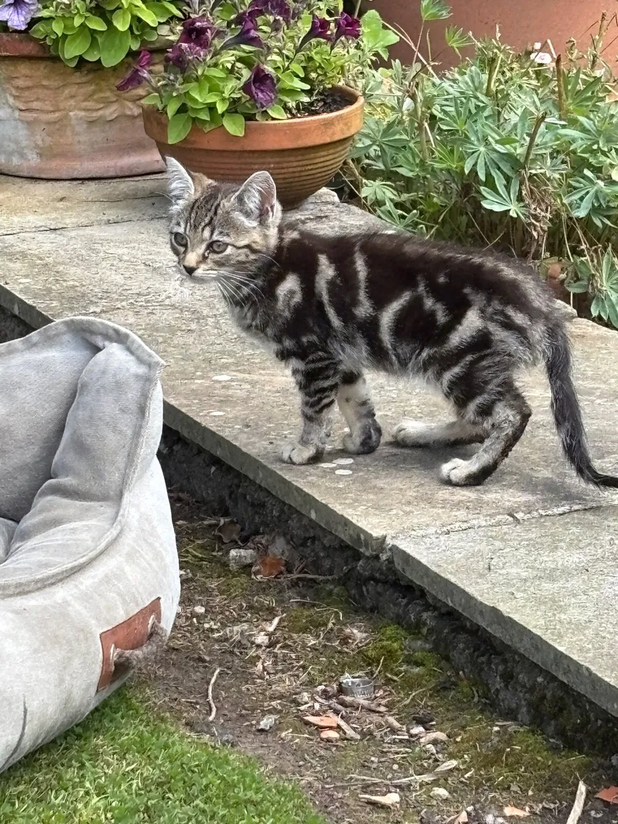 Kittens - Image 1