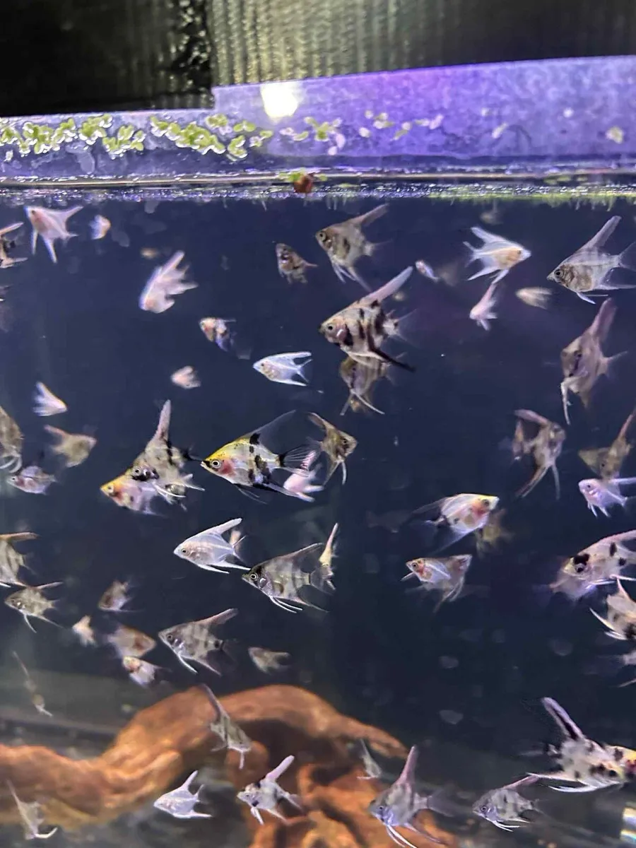 Top quality home bred tropical fish - Image 4