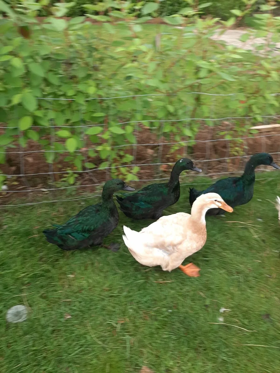 Cayuga and saxony ducks - Image 1