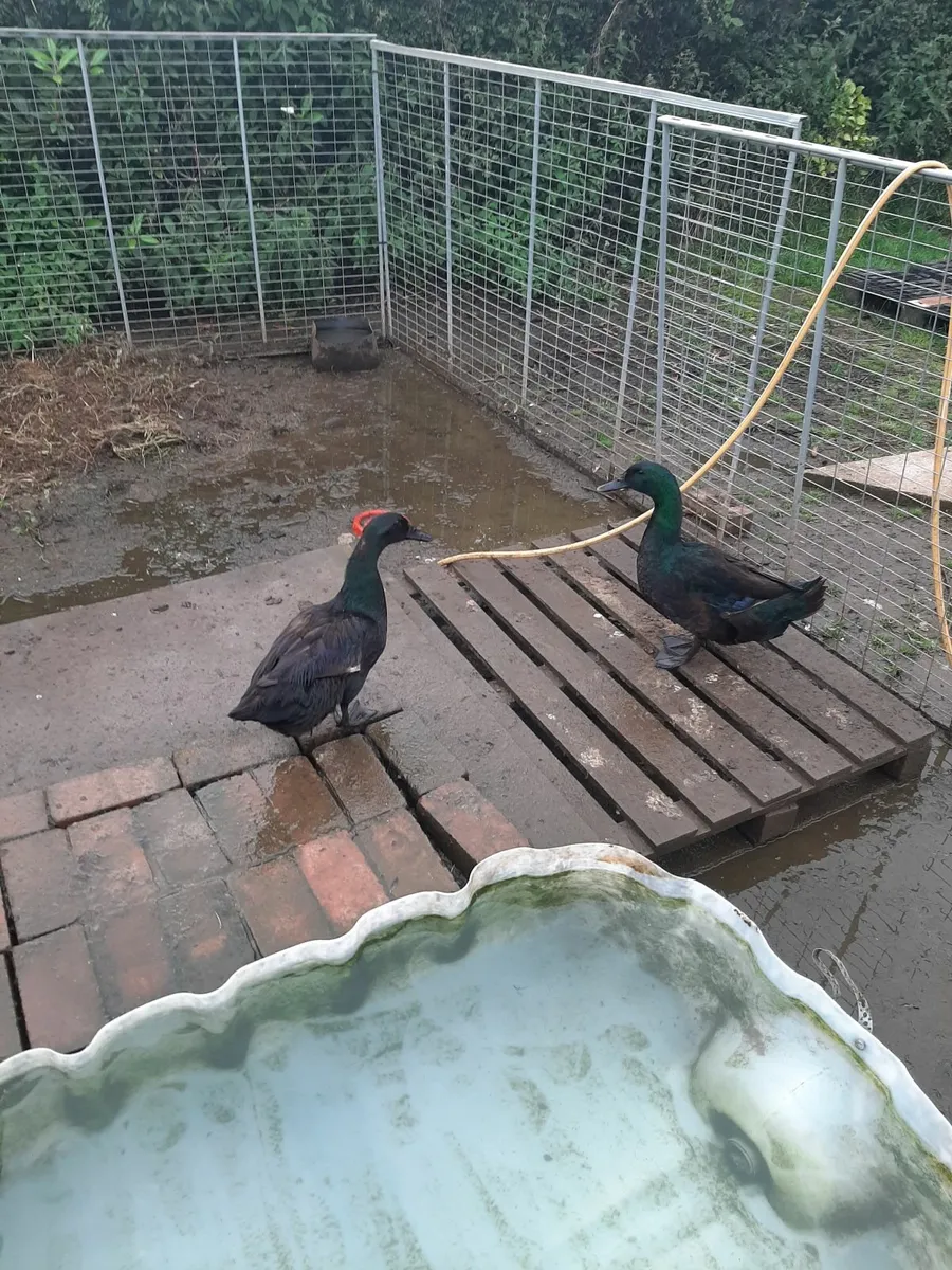 Cayuga and saxony ducks - Image 2