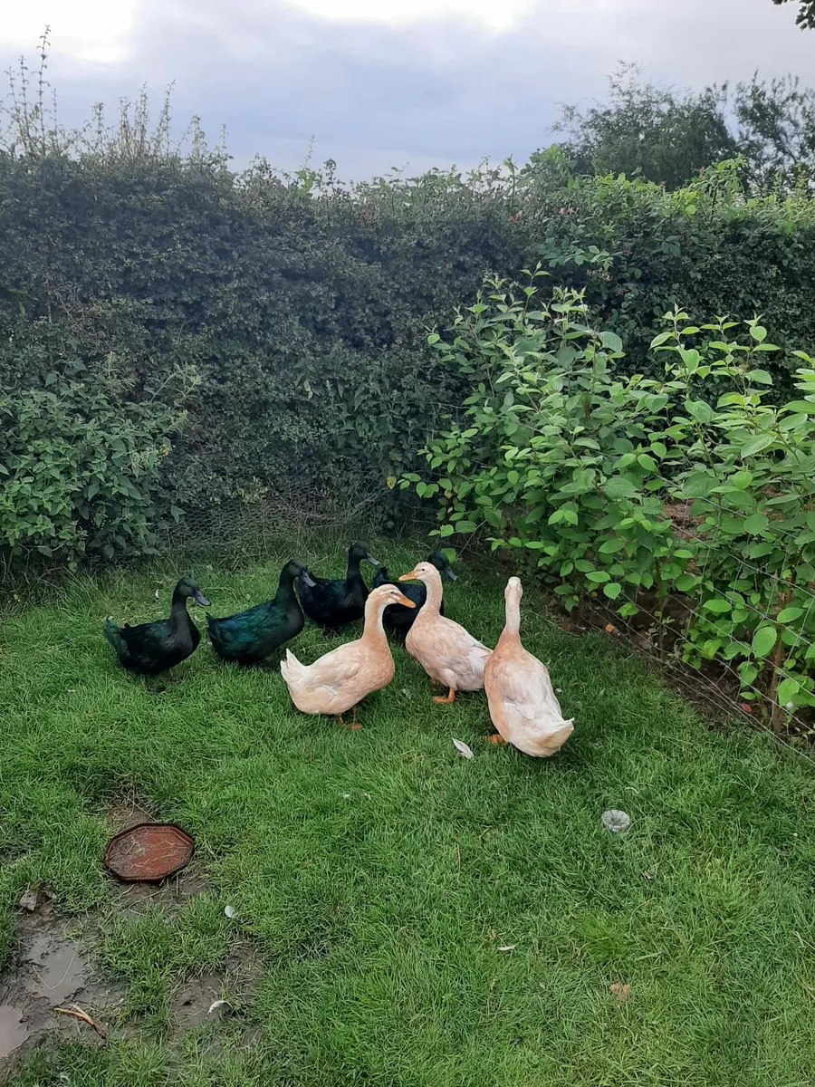 Cayuga and saxony ducks - Image 3