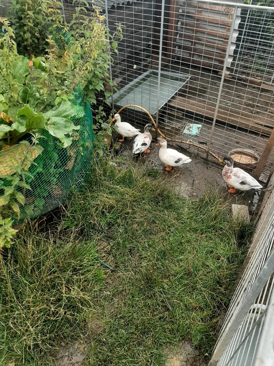 Cayuga and saxony ducks - Image 4