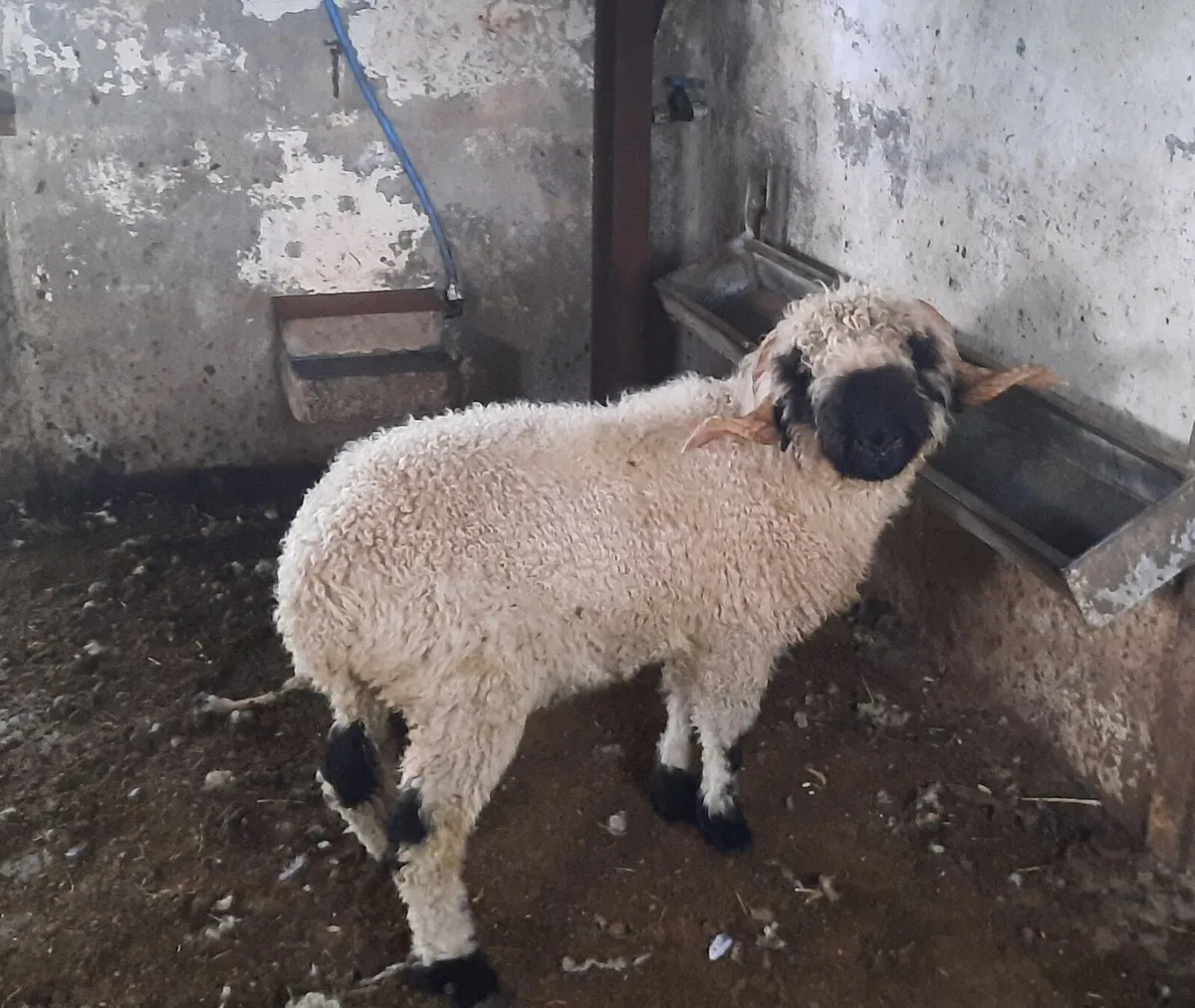 Valais nose ram