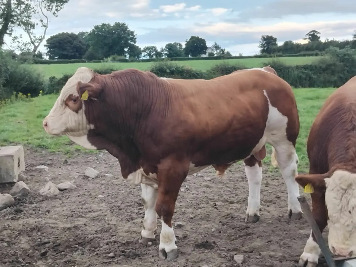 Pedigree Simmental bulls - Image 1
