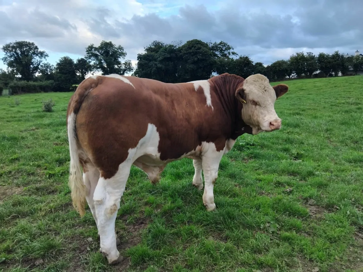 Pedigree Simmental bulls - Image 2