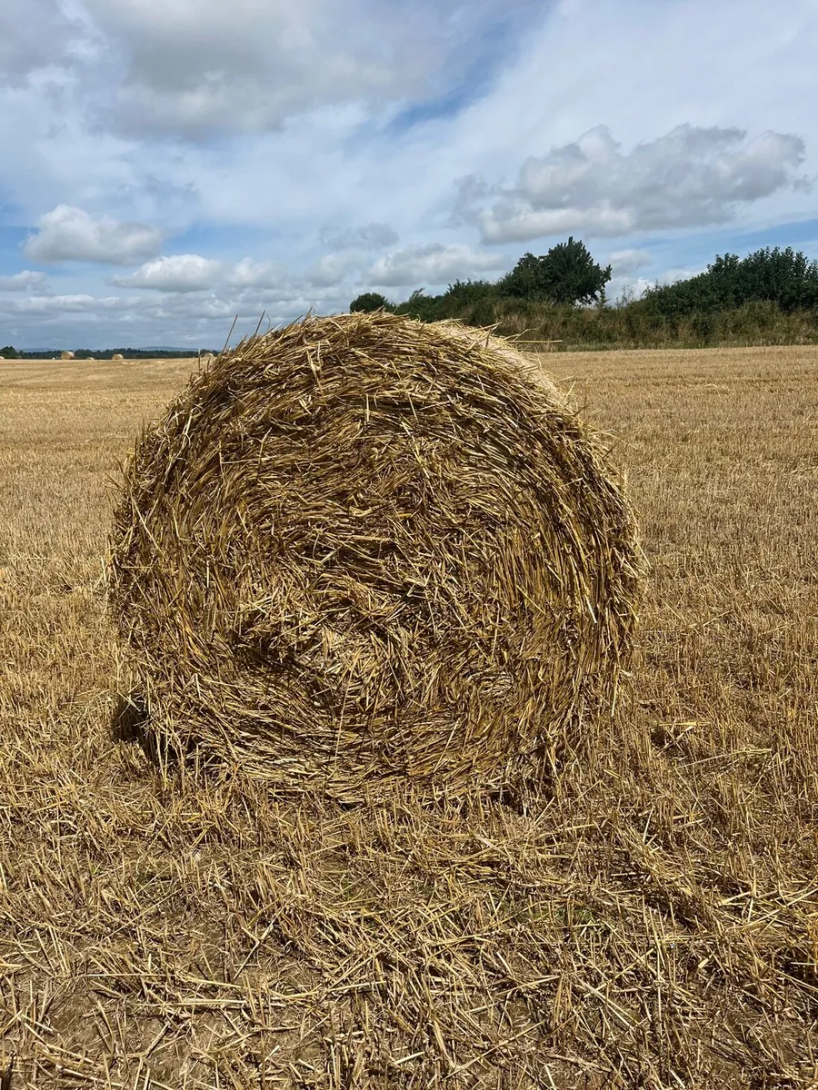 Spring barely 4x4 bales 10mins from m8 motorway - Image 3
