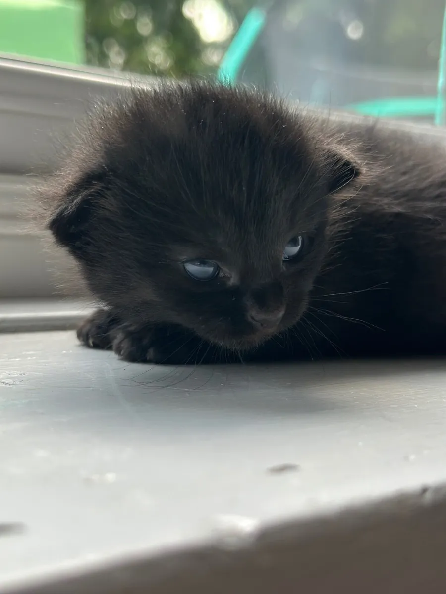 Cat - Image 1