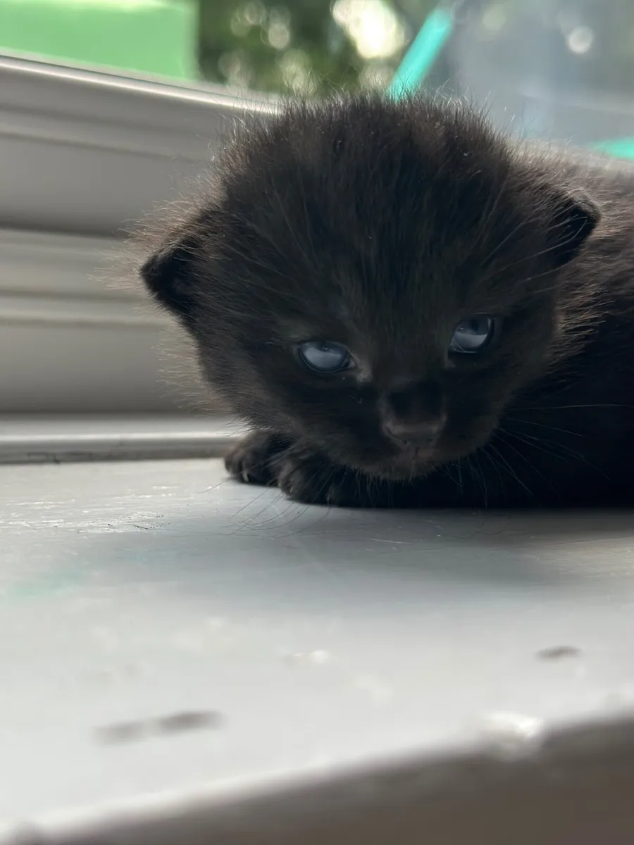 Cat - Image 2