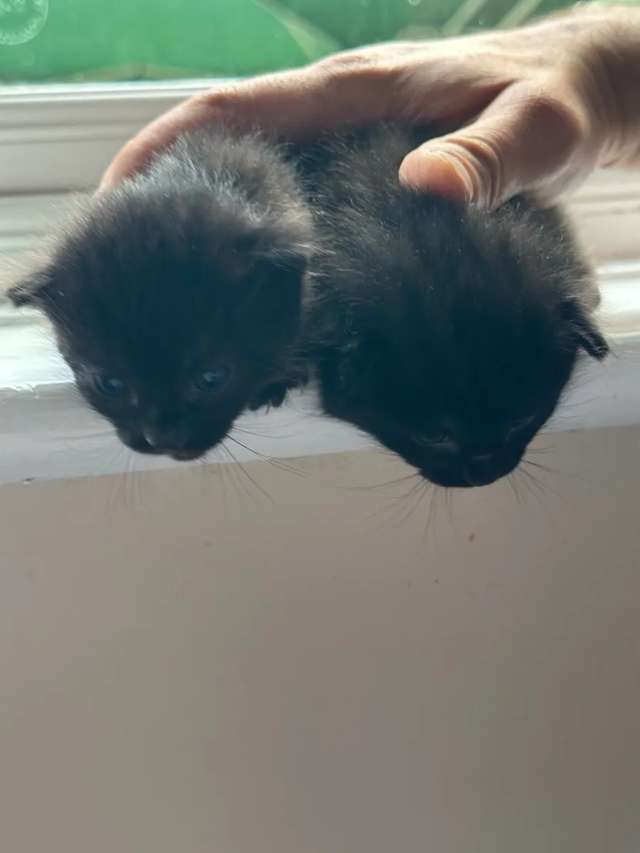 Cat - Image 3