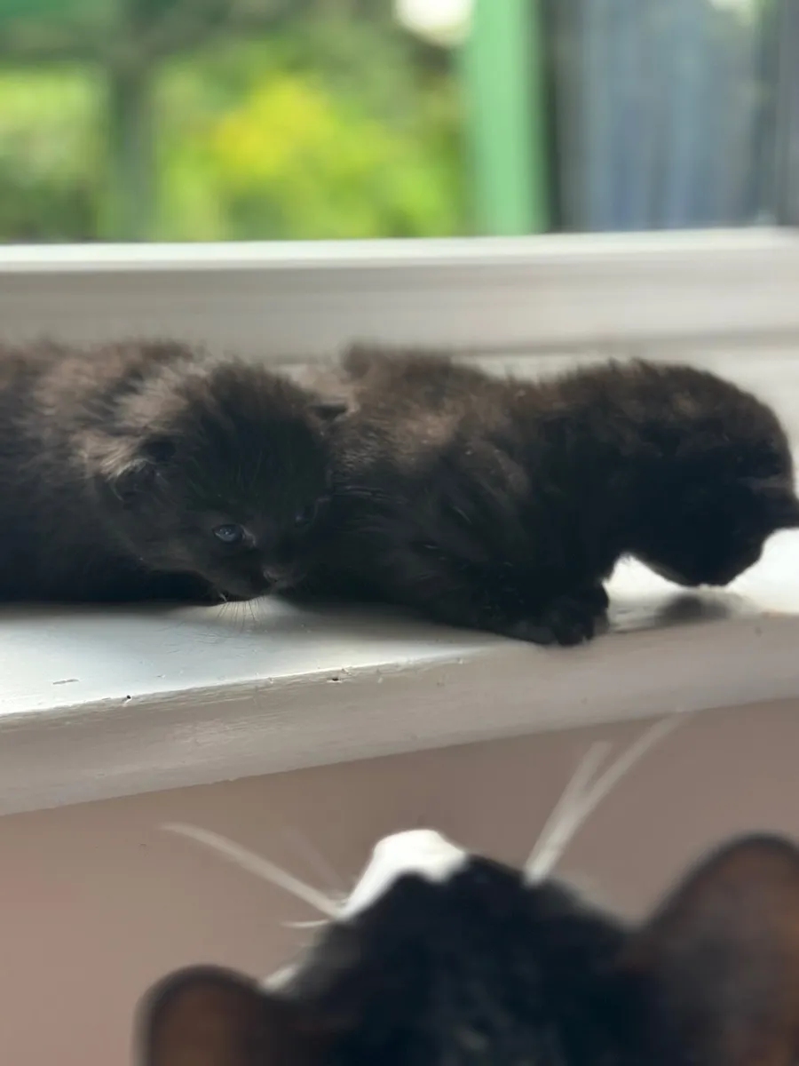 Cat - Image 4