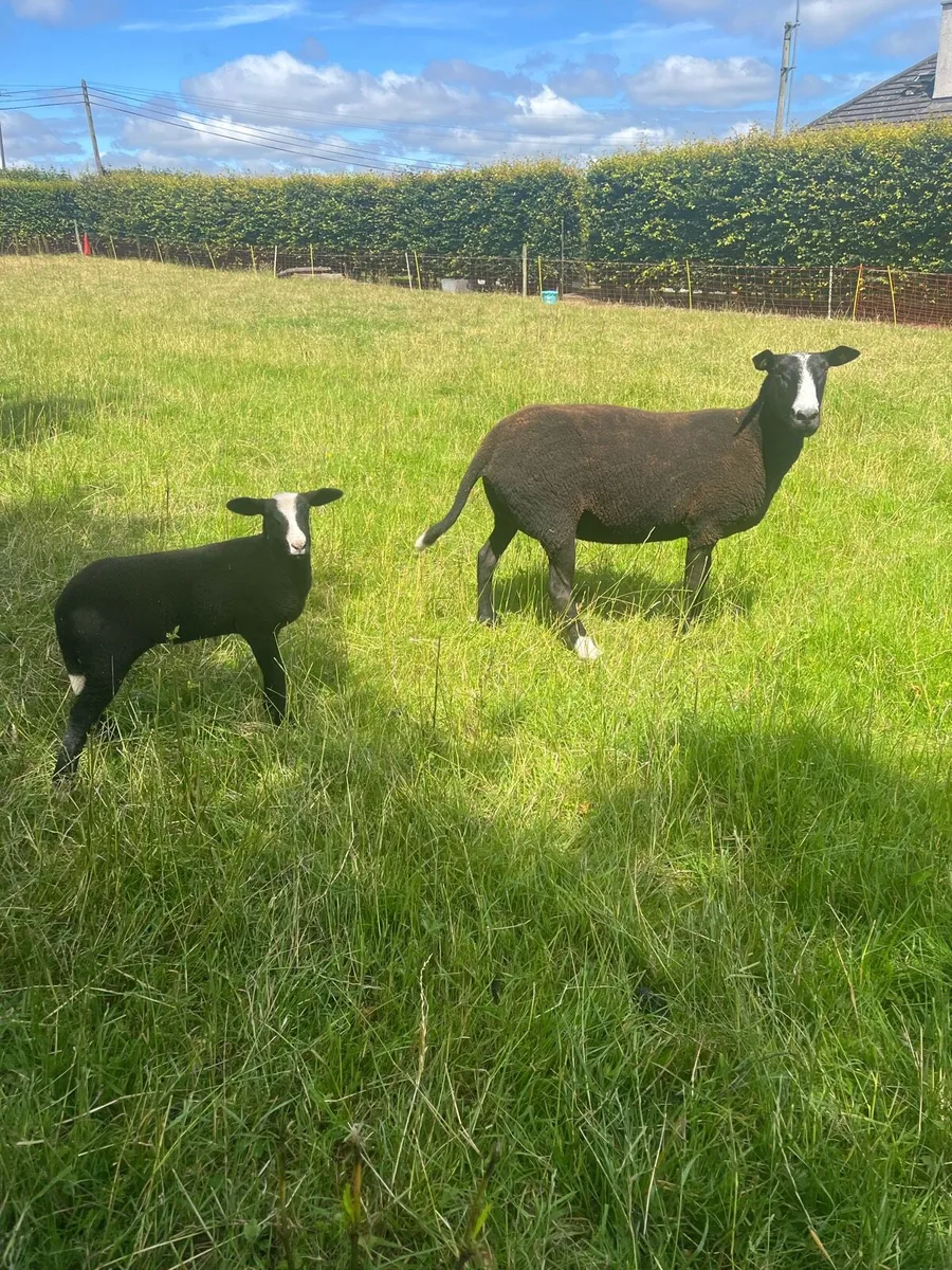 💥PBR Zwartble Ewe with ewe lamb at foot 💥 - Image 1