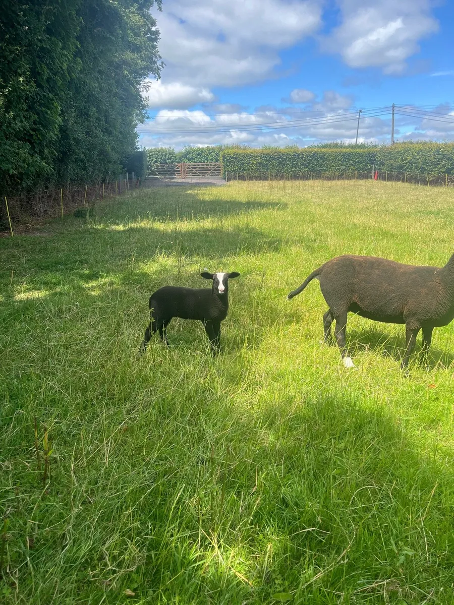 💥PBR Zwartble Ewe with ewe lamb at foot 💥 - Image 2