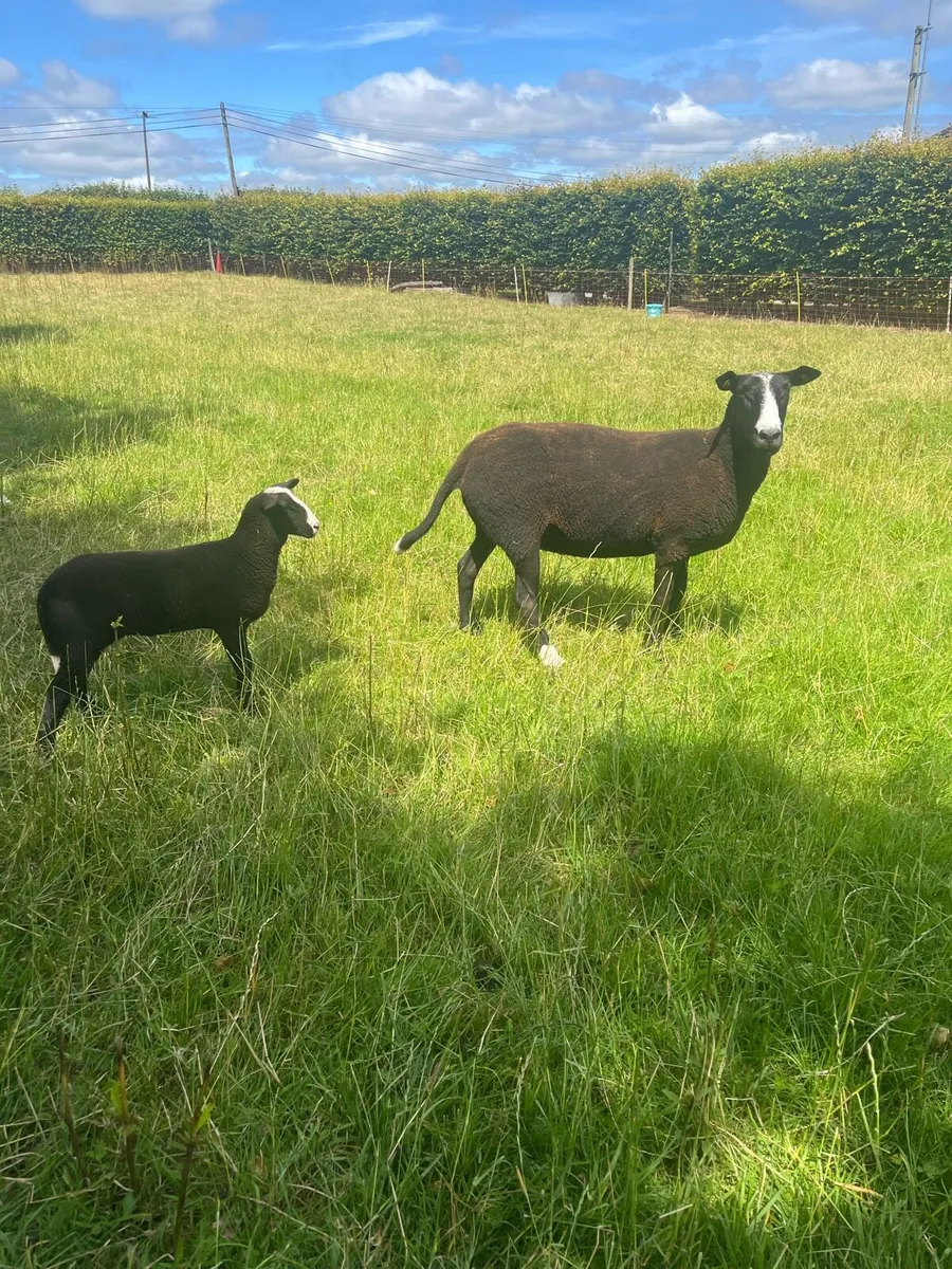💥PBR Zwartble Ewe with ewe lamb at foot 💥 - Image 3