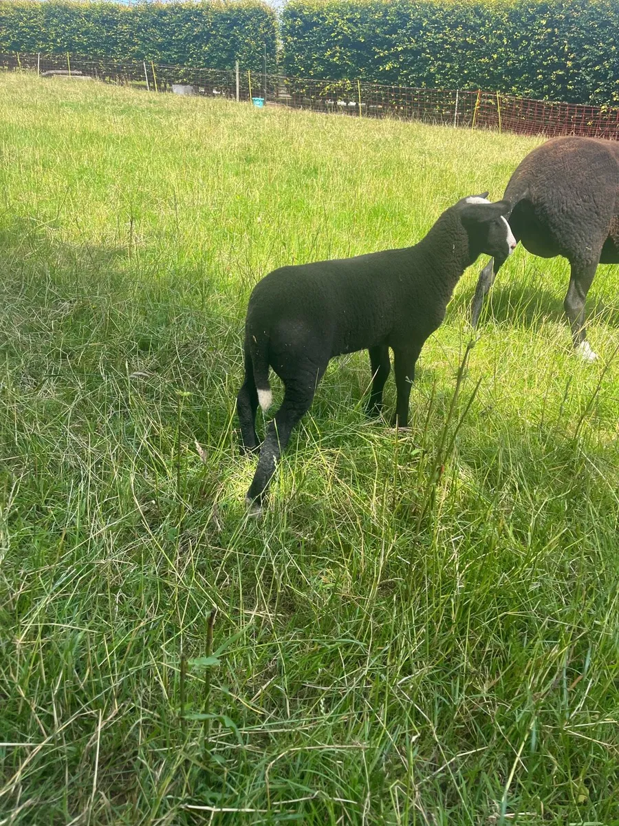 💥PBR Zwartble Ewe with ewe lamb at foot 💥 - Image 4