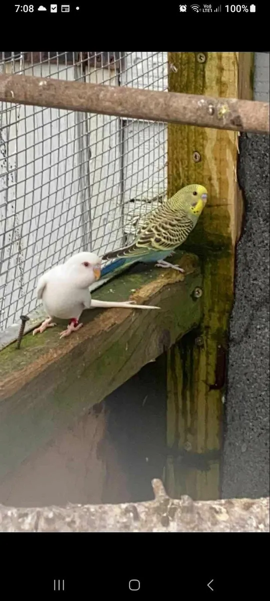Bird's - Image 1
