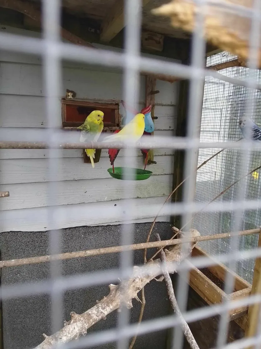Bird's - Image 2