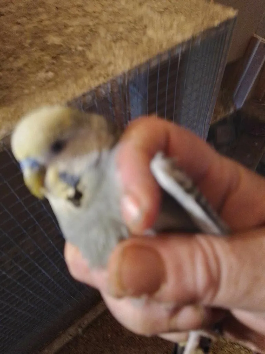Bird's - Image 3
