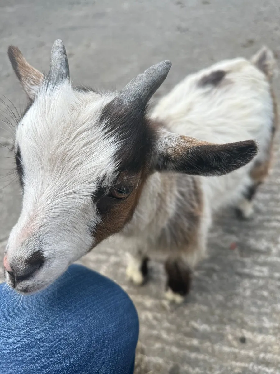 Pygmy goat kids - Image 4