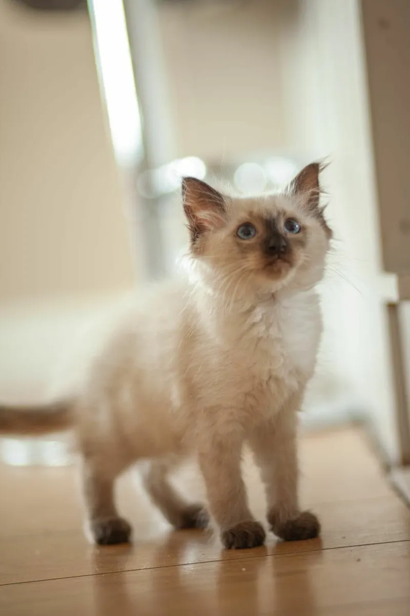 Ragdoll Kitten - Image 1