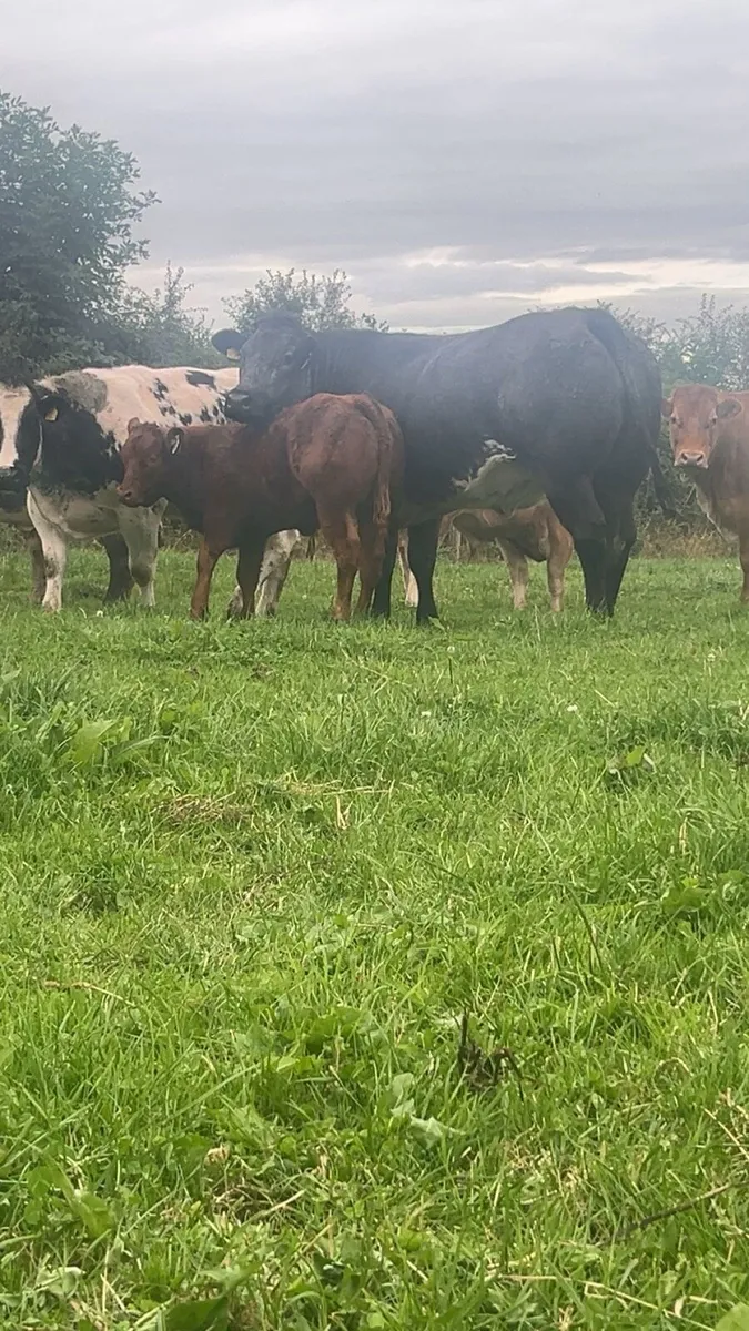 Super cows with calf’s - Image 1