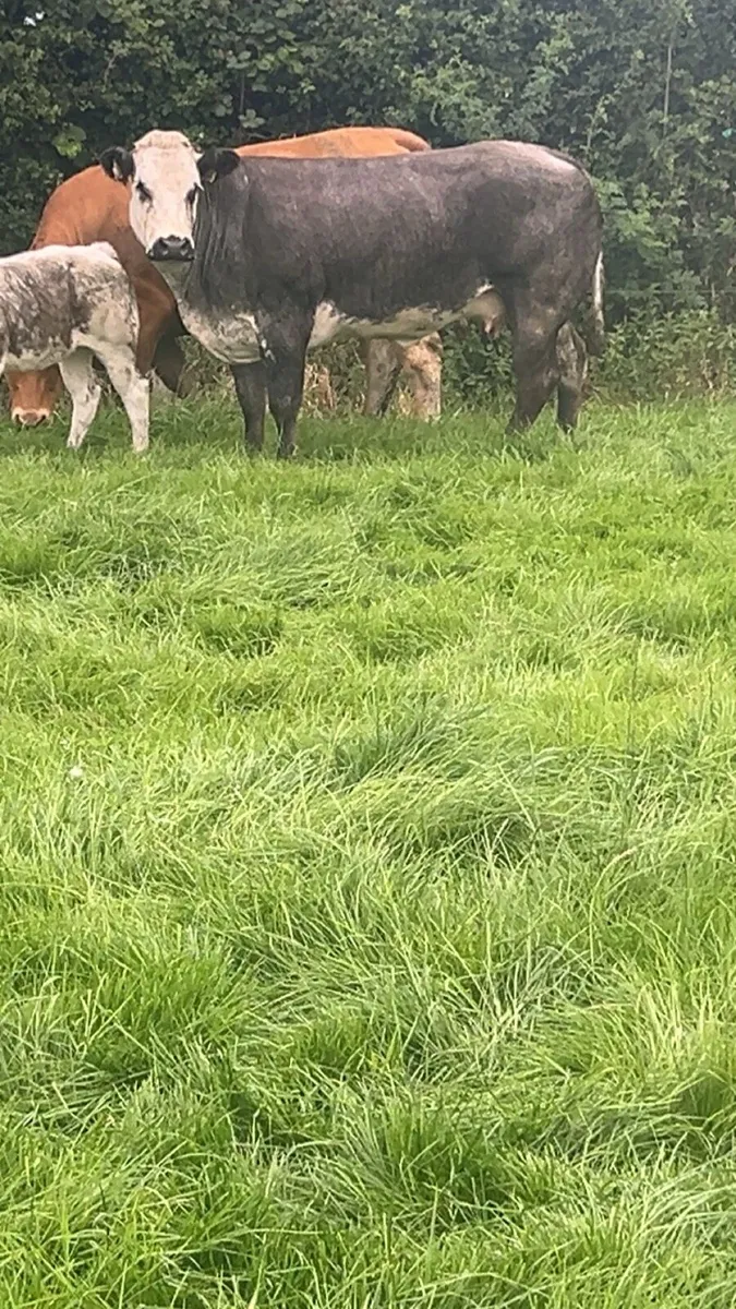 Super cows with calf’s - Image 2