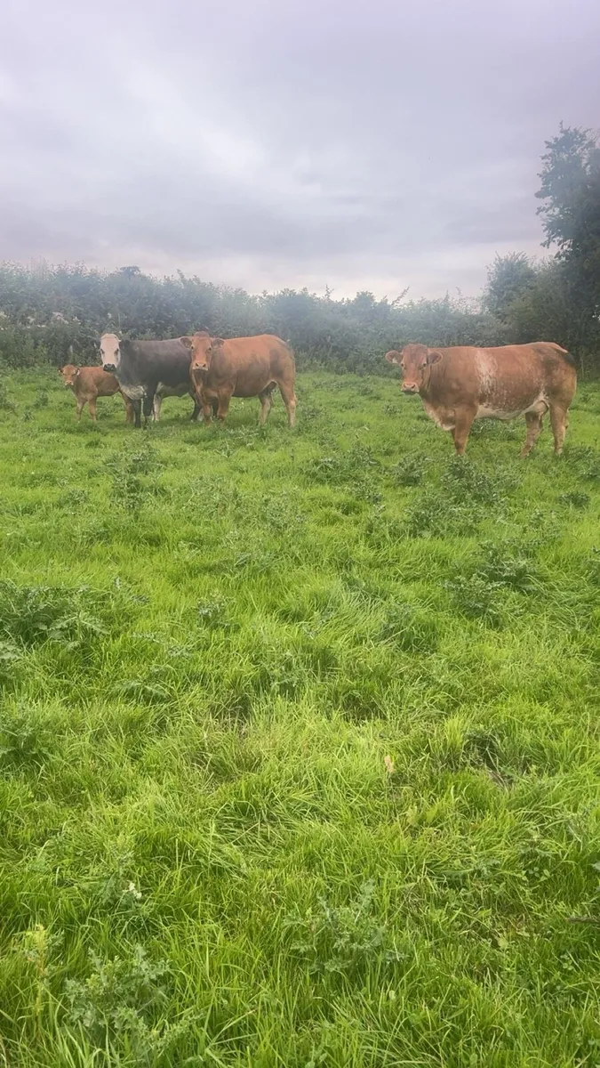 Super cows with calf’s - Image 3