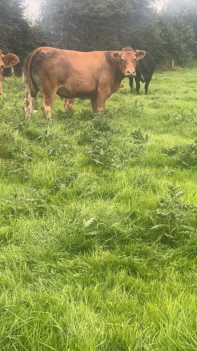 Super cows with calf’s - Image 4