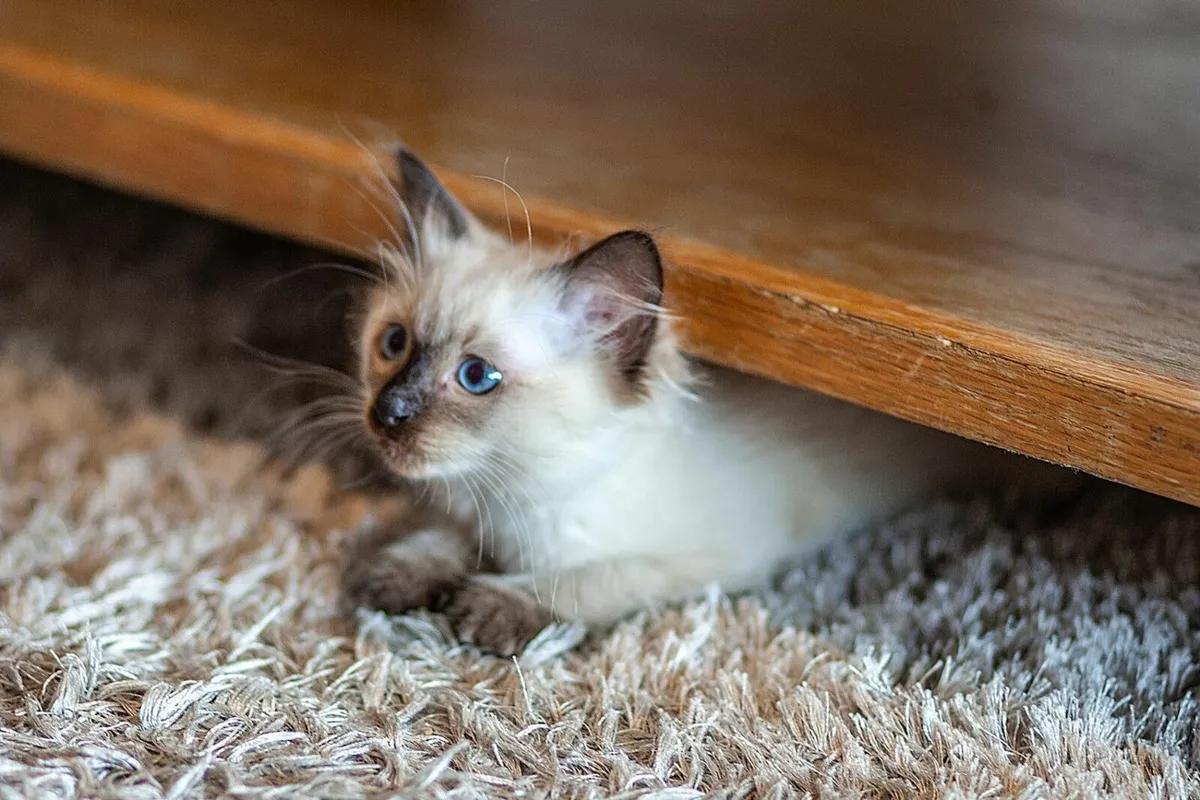 Ragdoll Kitten - Image 2