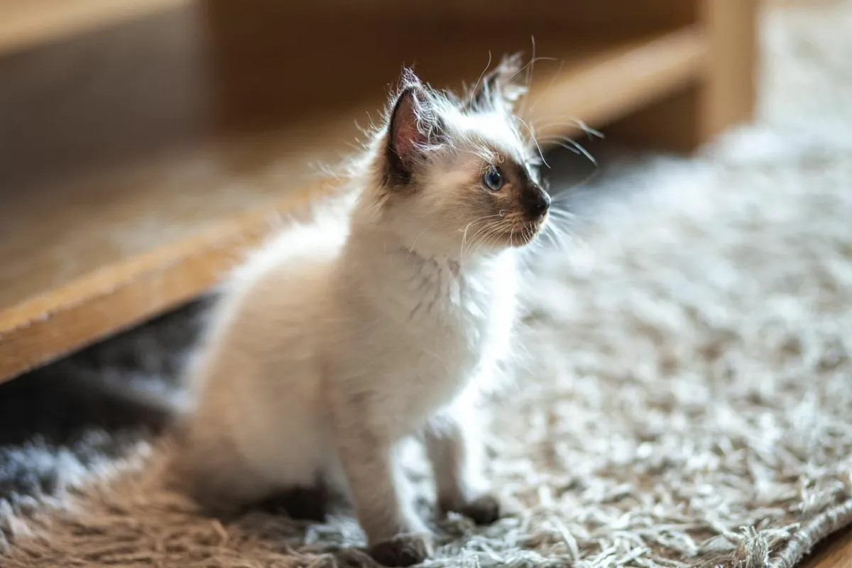 Ragdoll Kitten - Image 4