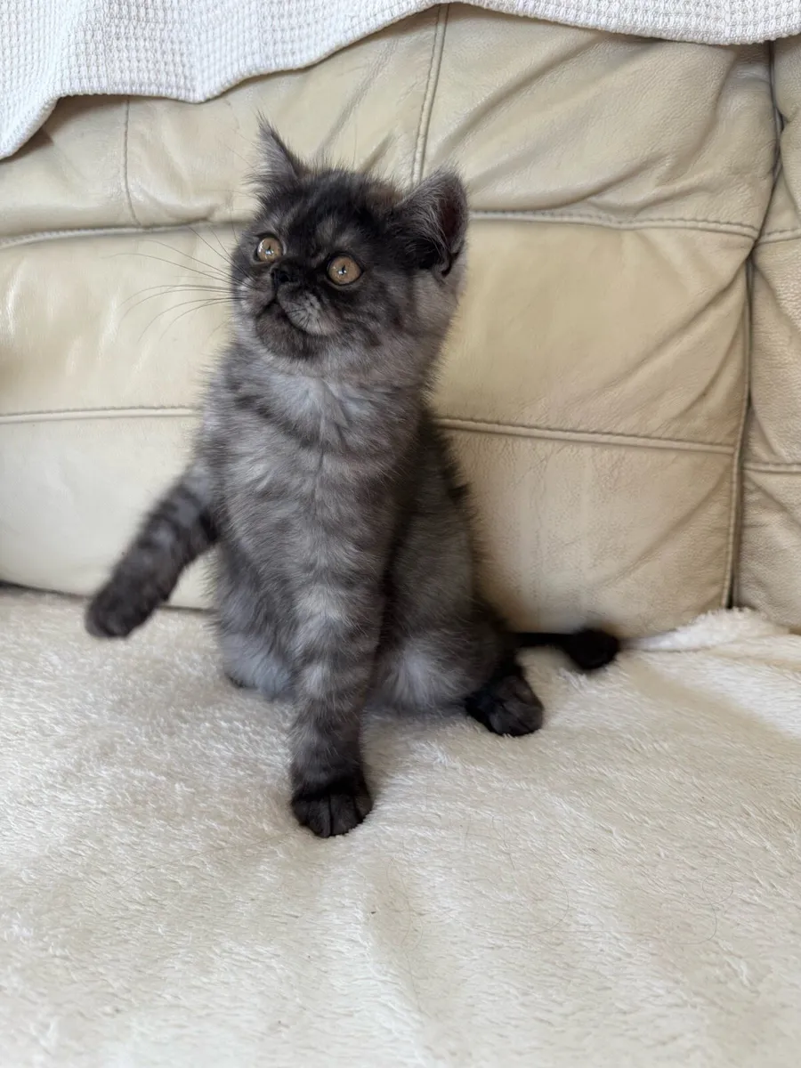 Persian Kittens - Image 2