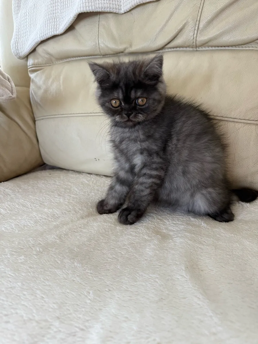Persian Kittens - Image 4