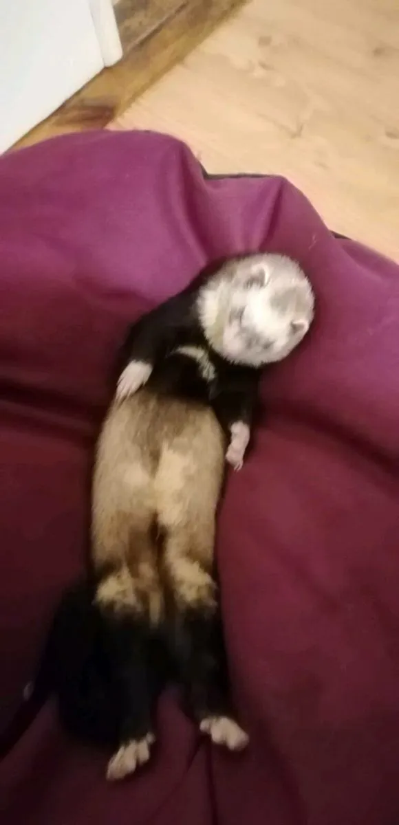 Free ferret to good home - Image 1