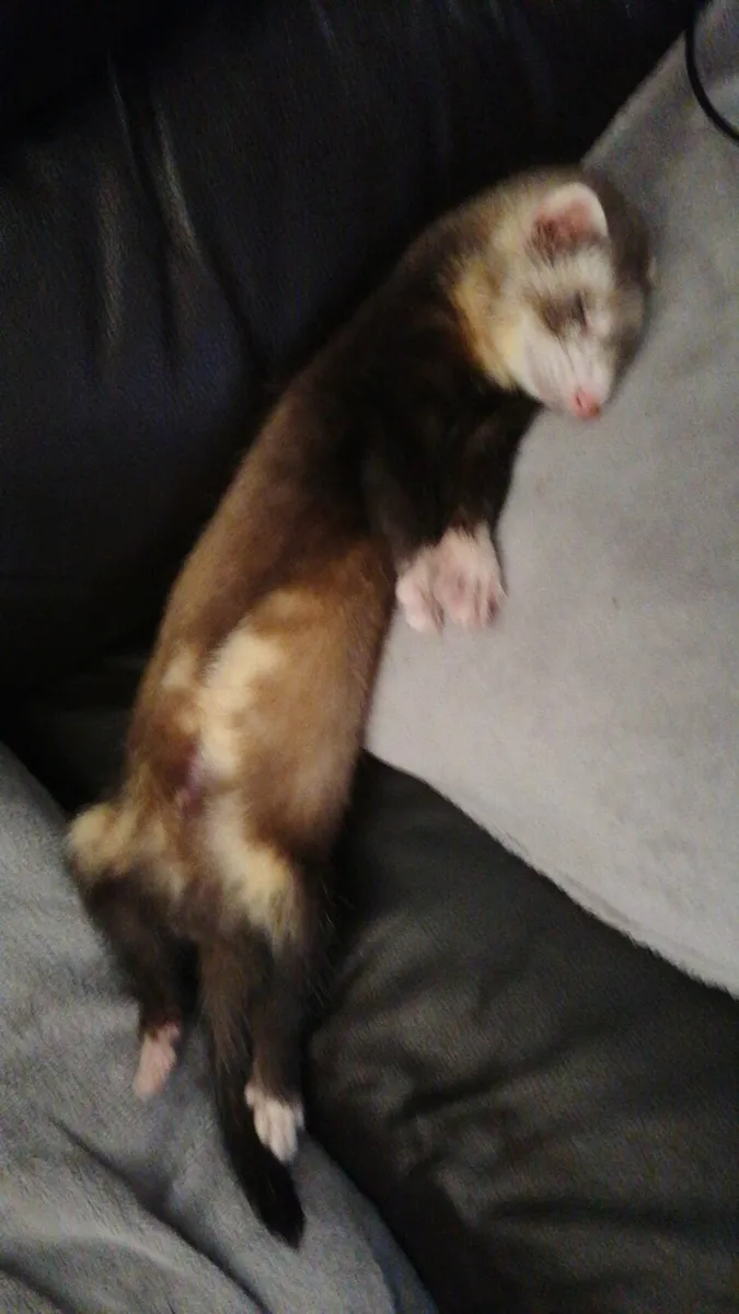 Free ferret to good home - Image 2