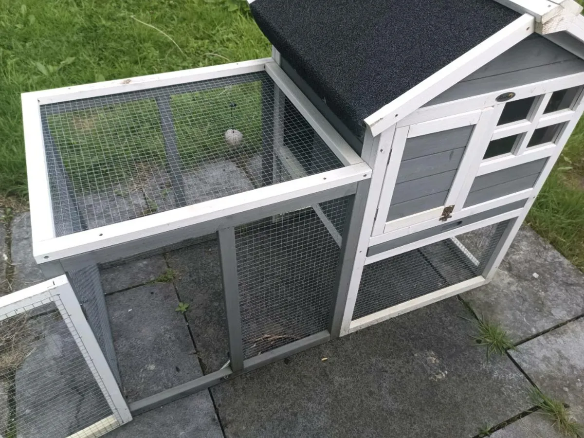 Free ferret to good home - Image 3