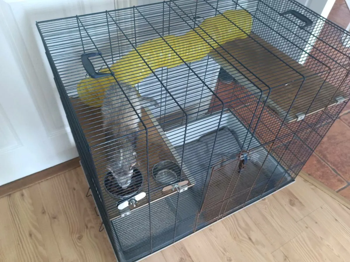 Free ferret to good home - Image 4