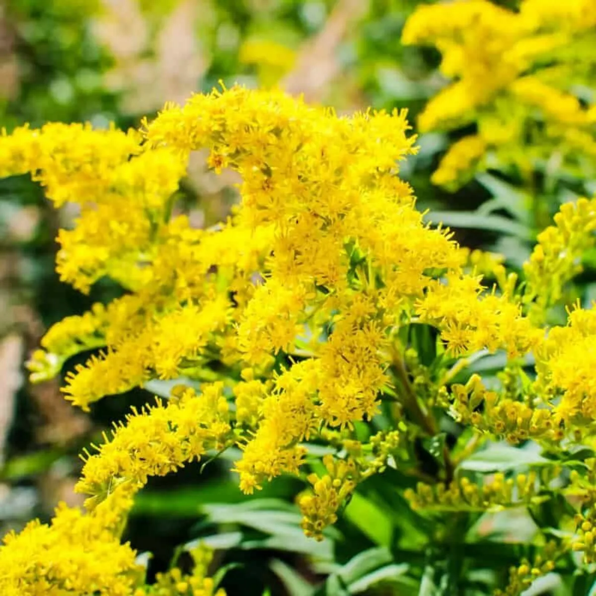 Flowers, Cuttings and Perennial Veg - Image 4