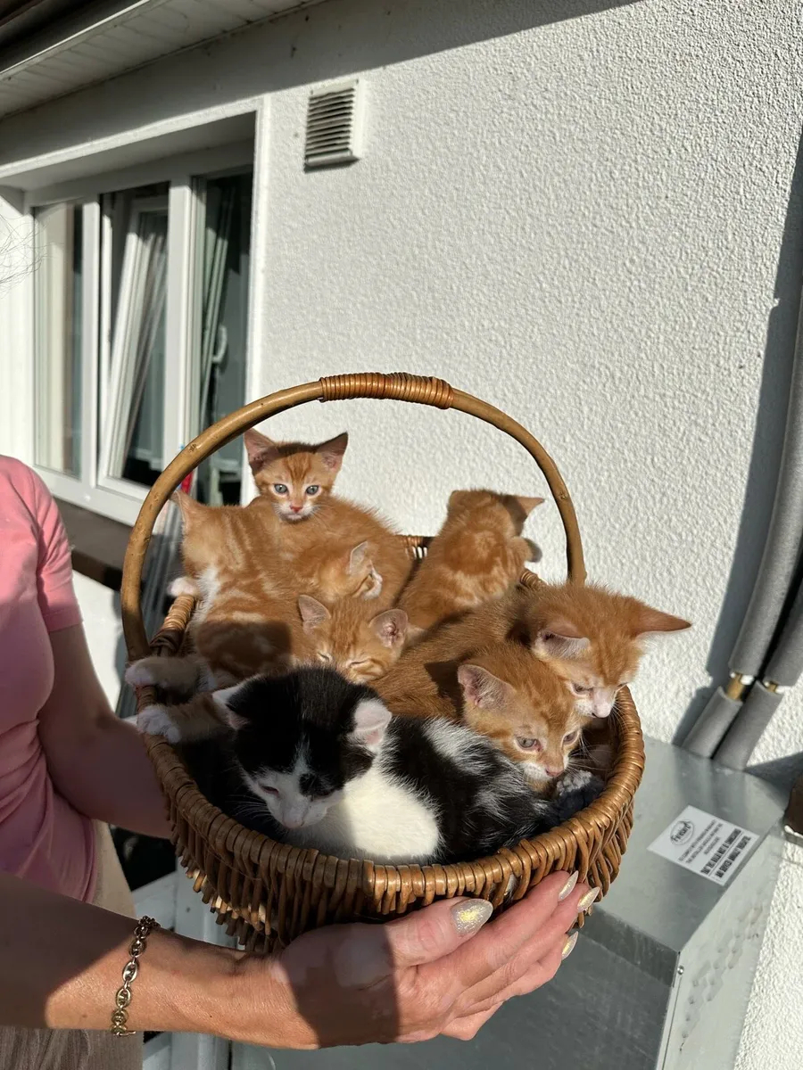 Kittens - Image 1