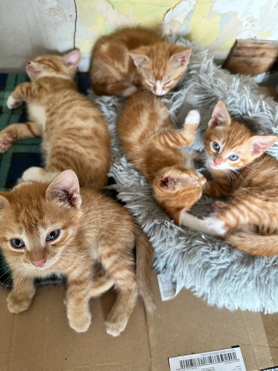 Kittens - Image 2