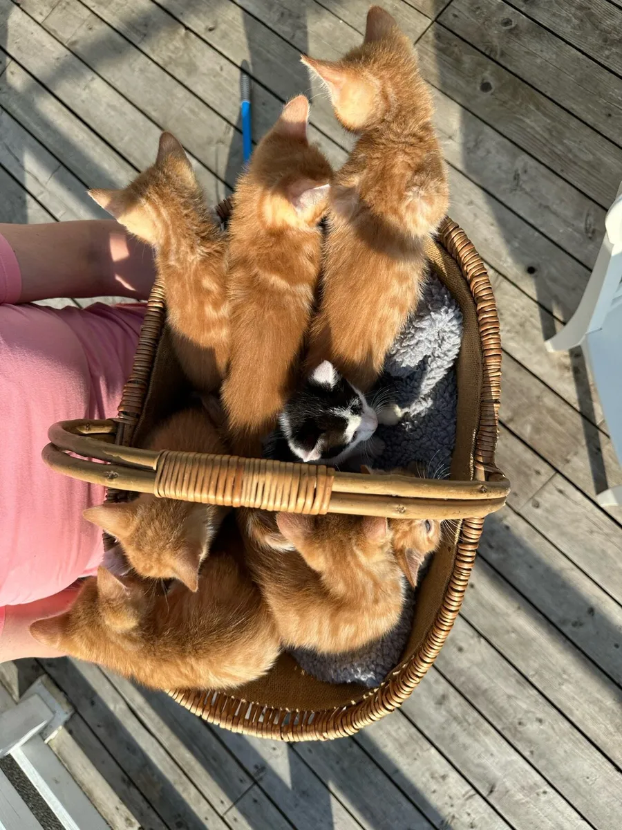 Kittens - Image 3