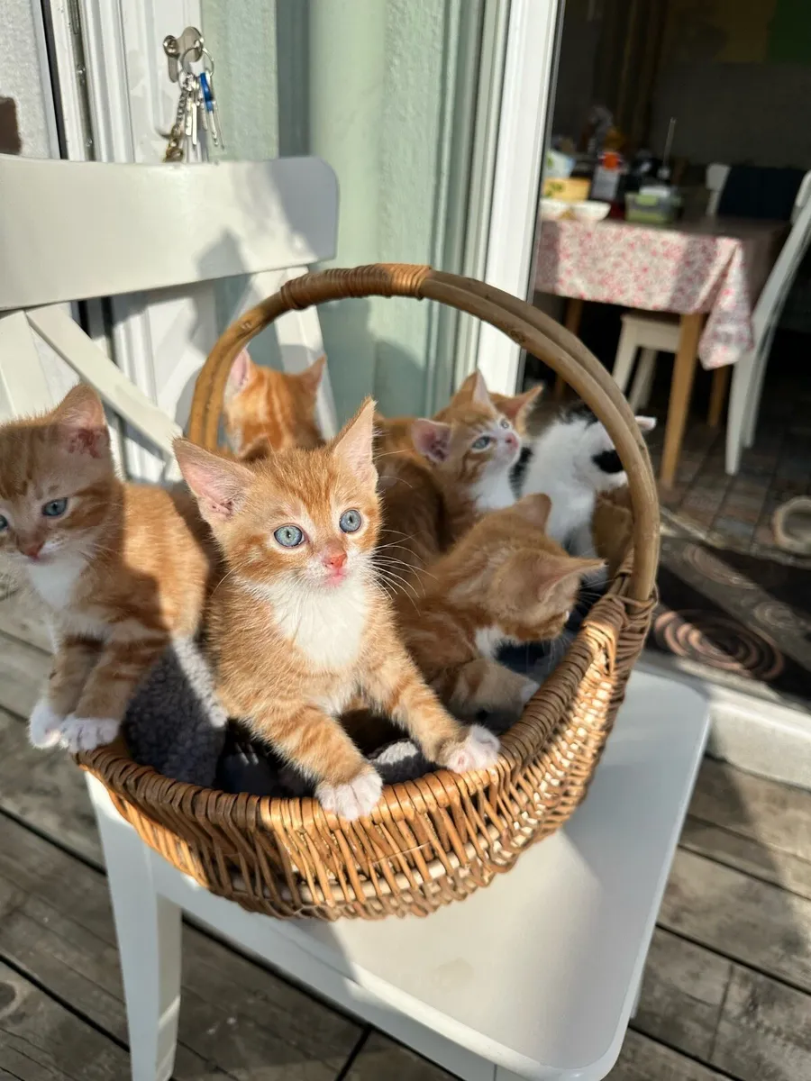 Kittens - Image 4