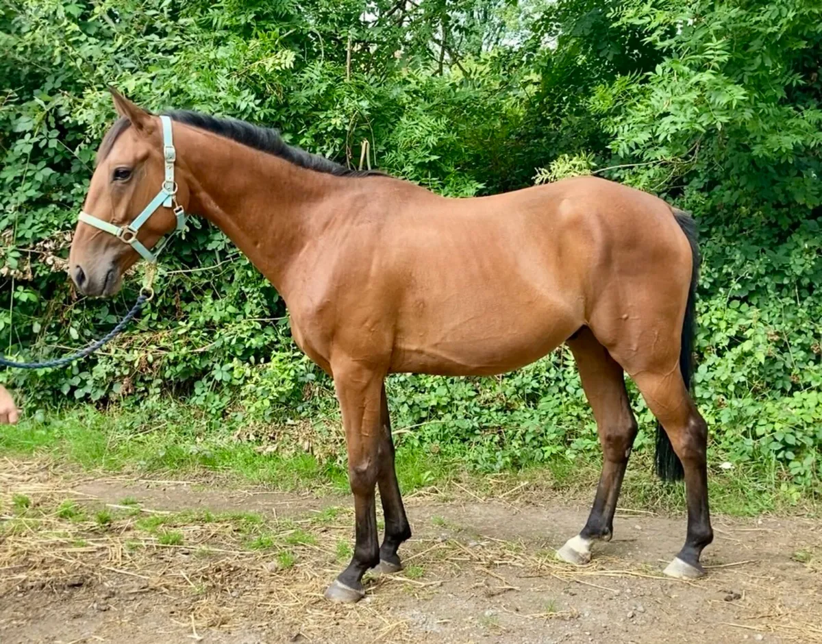 4yo 14.2 TIH gelding - Image 1