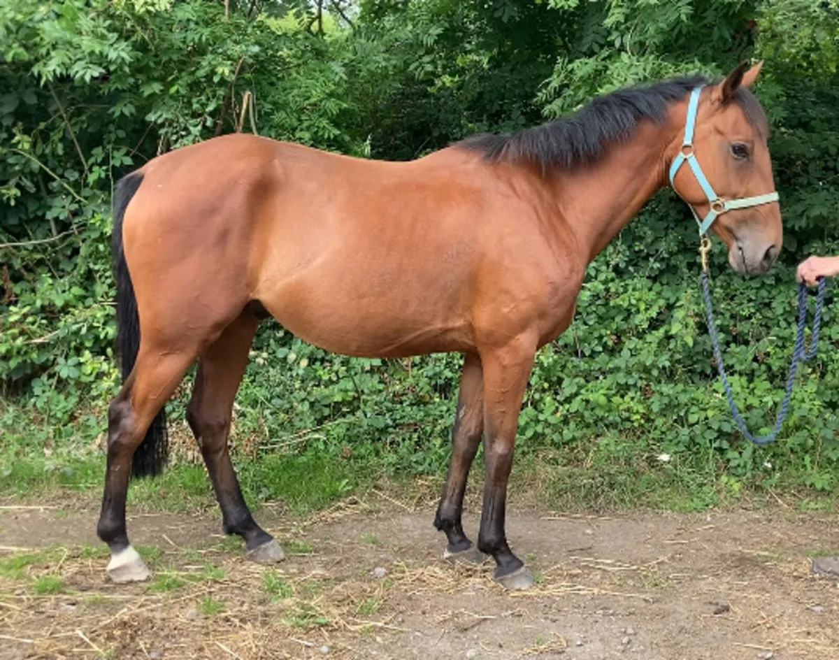 4yo 14.2 TIH gelding - Image 2