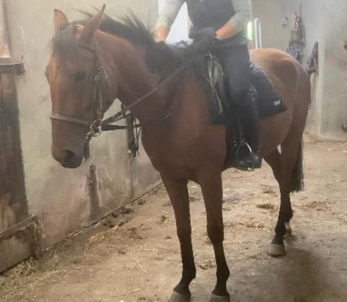 4yo 14.2 TIH gelding - Image 4