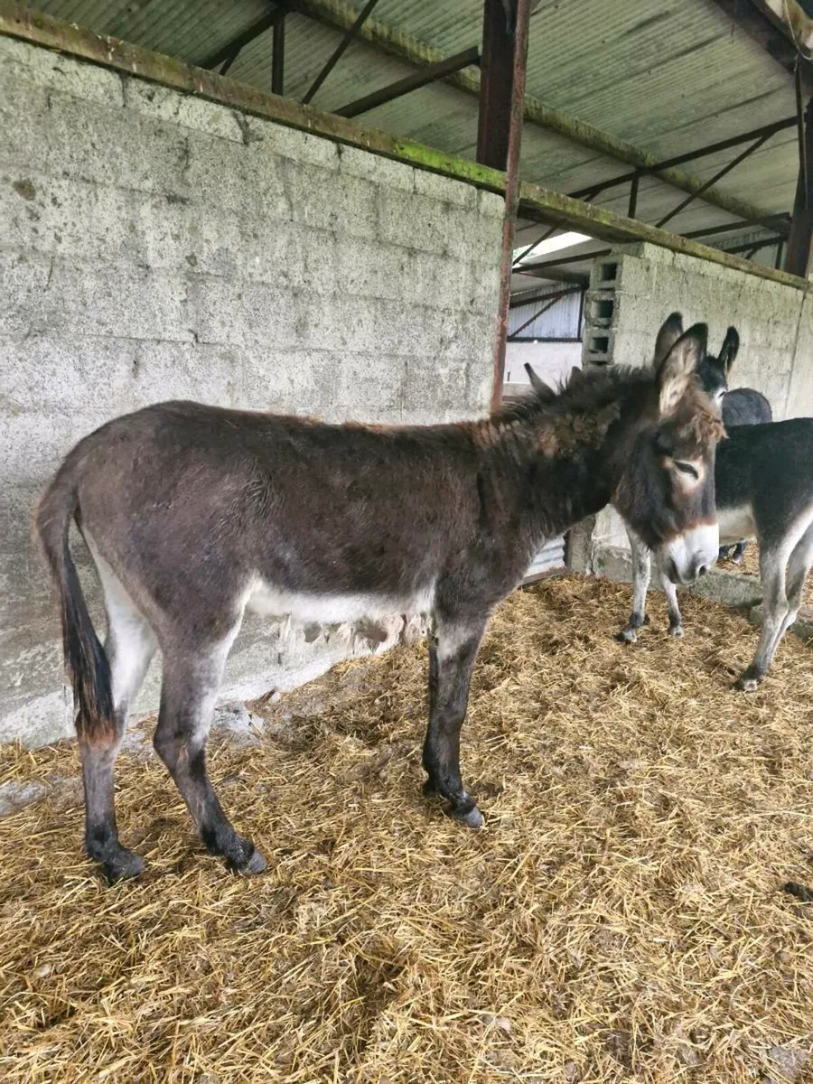 donkeys