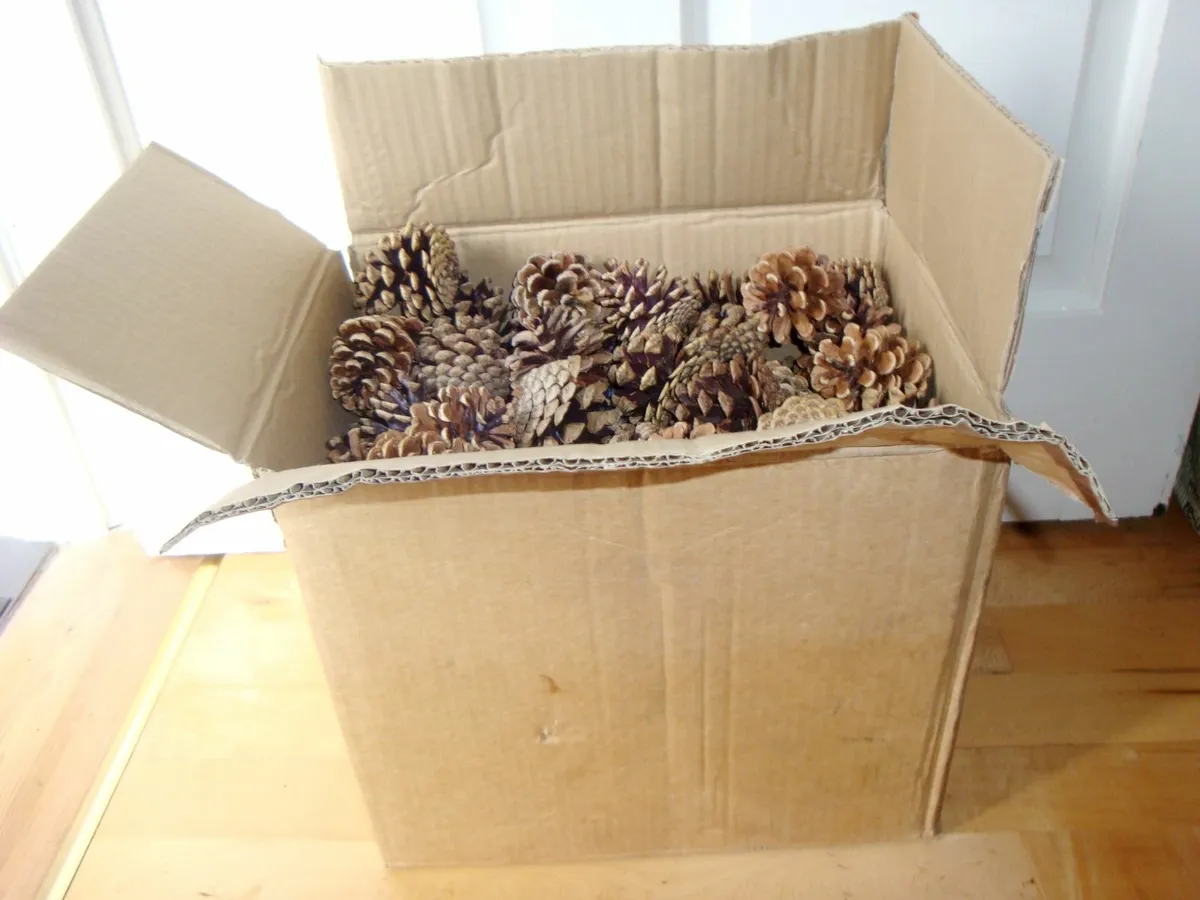 Box of real pinecones - Image 1